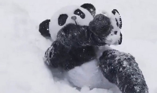 大熊猫玩雪视频走红 美国男子跟风穿熊猫服玩