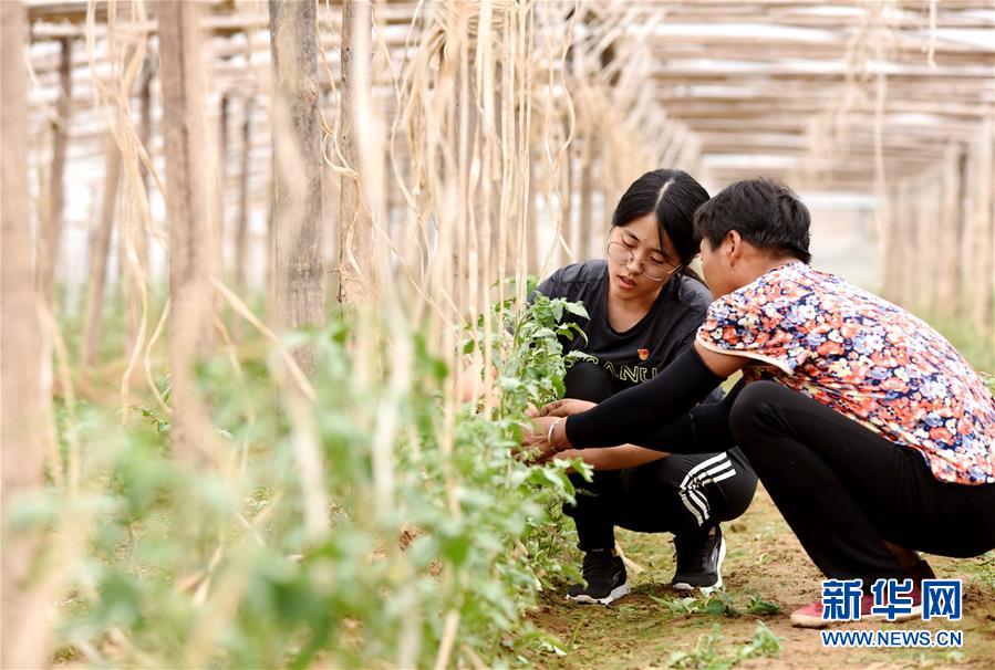 河北南和:党建+扶贫助力乡村振兴