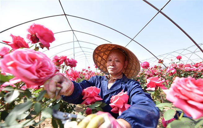 定州市杨家庄乡各村人口_满城县于家庄乡郎村