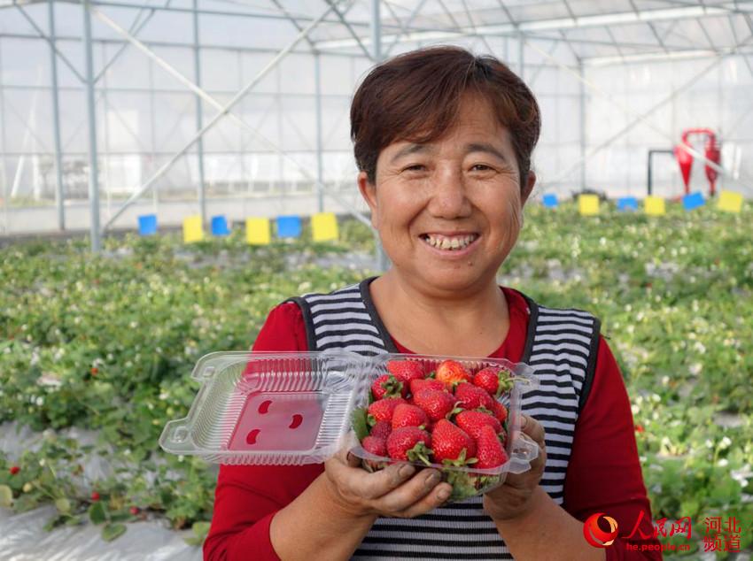 图为尚义县红土梁镇贫困户陈凤梅在园区内采摘草莓，每天打工收入100多元。李登峰摄