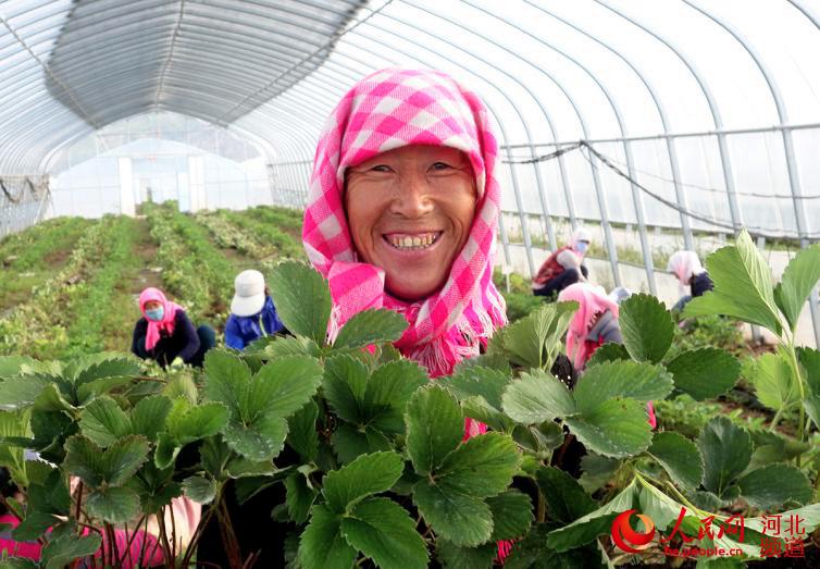 图为53岁的尚义县红土梁镇村民史爱红在园区内打工。李登峰摄
