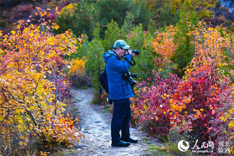 图为井陉仙台山，一名摄影爱好者在拍摄红叶。王保龙 摄