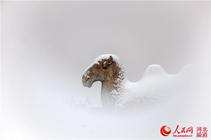 孝陵神路石像生中的石驼在雪上分外显得静美。徐贺齐摄