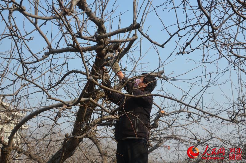 河北省保定市博野縣大北河村戴著口罩的果農正在梨園剪修樹枝。 鄭文林攝
