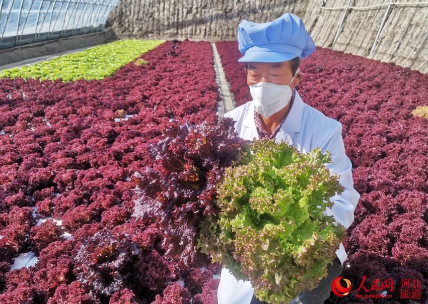 张家口市张北县水培蔬菜种植园区内大棚蔬菜生机盎然，长势喜人。