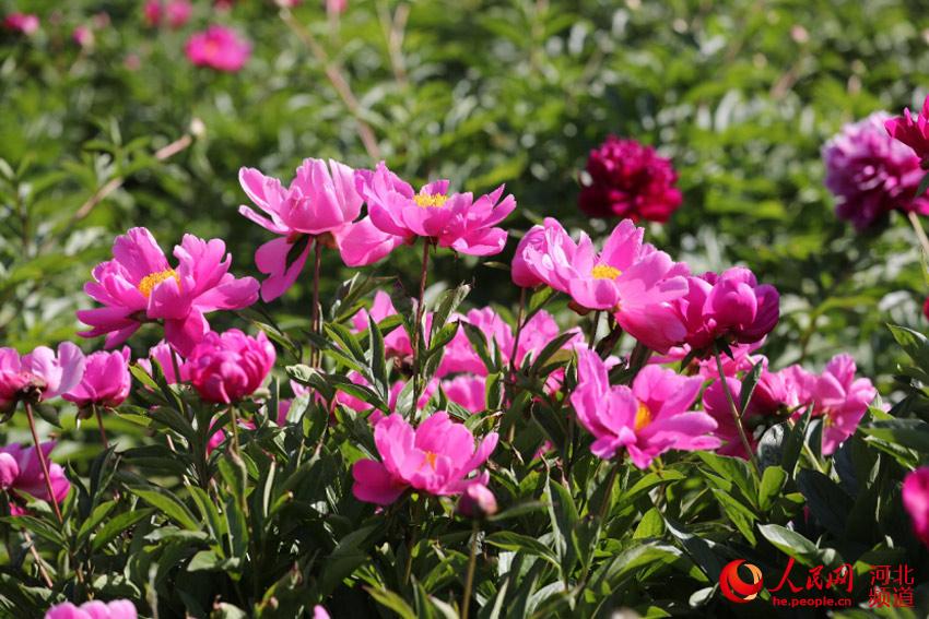 �ӱ�ʡ���纺ĵ��԰ĵ��ʢ������������