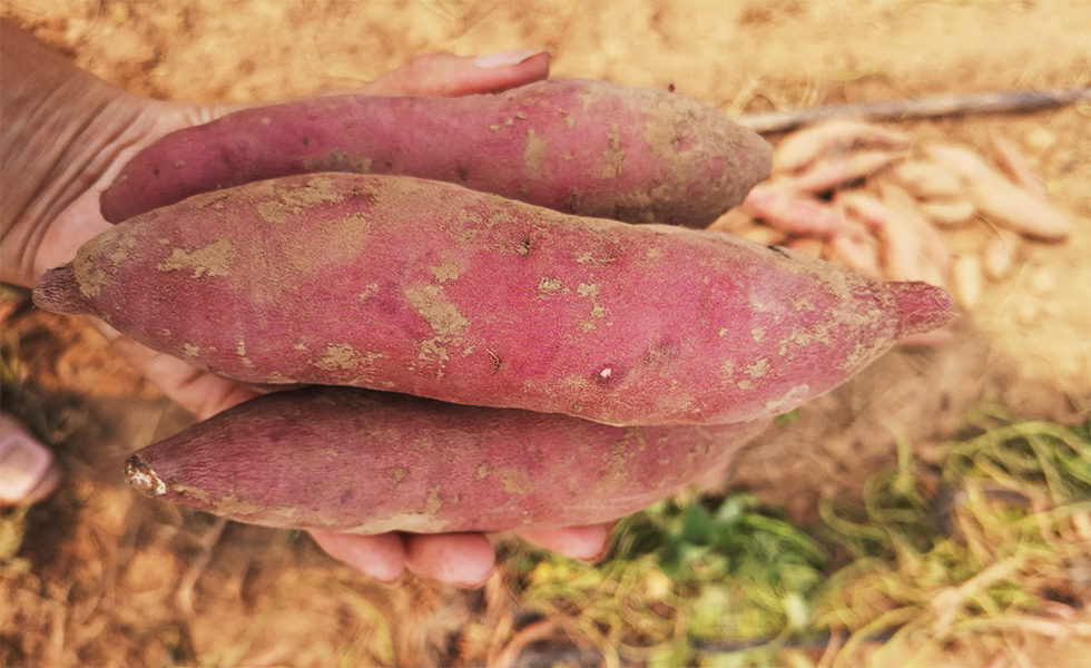 河北灵寿：红薯喜获丰收近日，在灵寿县南寨乡青廉村红薯种植基地，村民们正在利用农机收获红薯。近年来，该县坚持生态发展理念，因地制宜，在丘陵地区推广种植沙瓤红薯4万余亩。同时，积极构建发展以灵寿县红薯联盟为中心的红薯基地，实现红薯统一化管理，机械化生产。眼下收获时节，乡亲们收获的红薯不仅品相好，而且产量高，每亩地增收近1000元。目前，该县红薯联盟涉及全县7个乡镇，带动300余户农民致富增收，为乡村振兴奠定了产业基础。