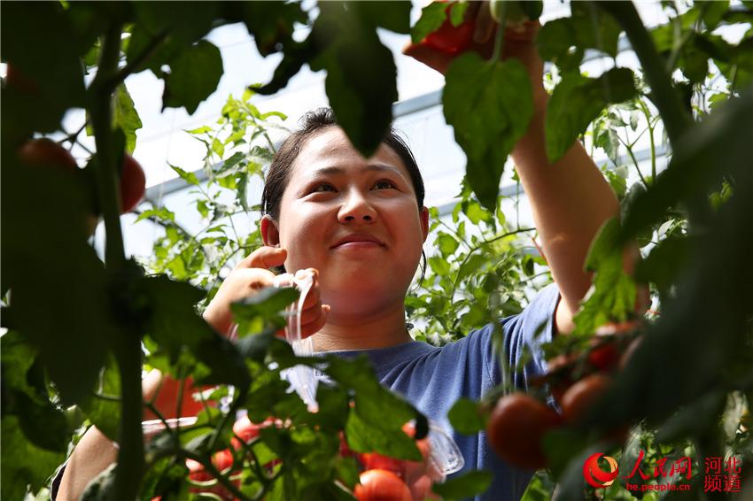 游客在河北省張家口市尚義縣十三號村農業採摘園採摘新鮮瓜果。 馬佳琦攝
