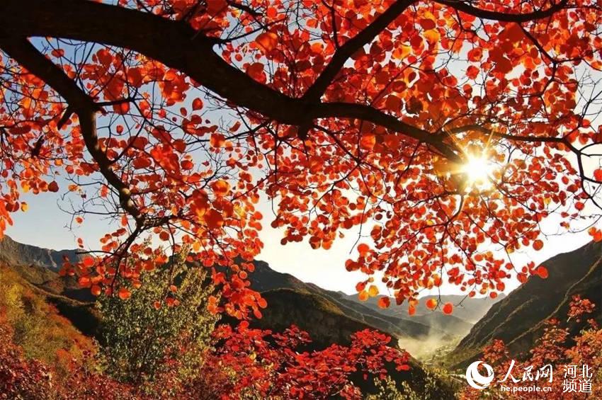 紅崖谷的秋——太行特有的靚麗風景。 石家庄文旅局供圖