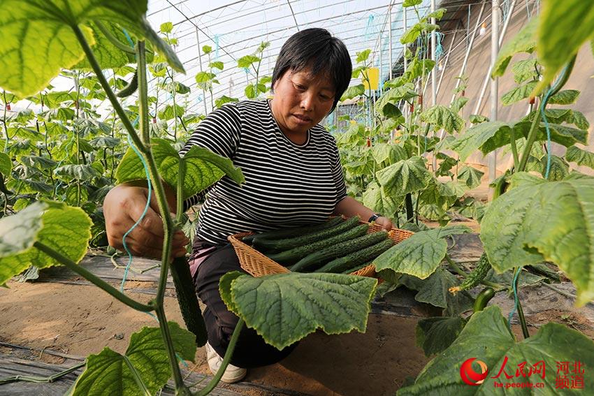 菜農在採摘黃瓜。 楊海英攝