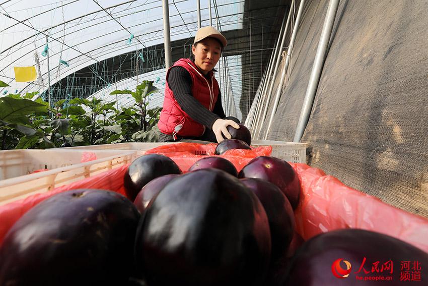 菜農在西郭城鎮南鹽池村溫室大棚內將收獲的茄子裝筐准備外運。 楊海英攝