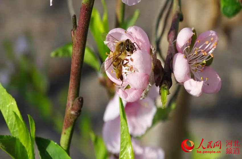 河北省唐山市樂亭縣新寨鎮胡鄂常各庄村的溫室桃棚內蜜蜂在授粉。 李光利攝