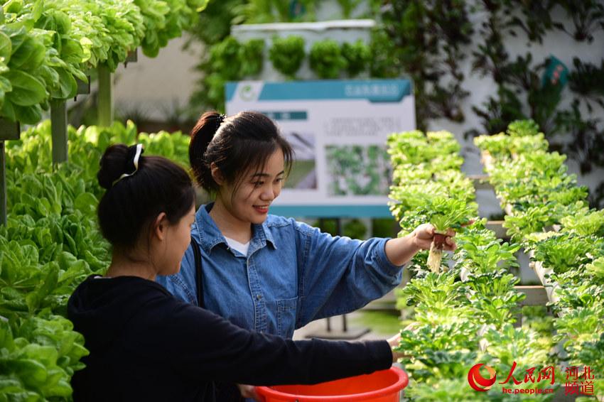 游客在邯鄲市曲周縣一家現代農業園區採摘。 