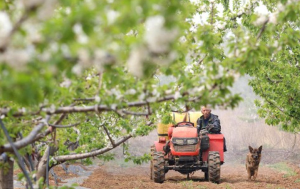 河北赞皇：特色樱桃种植助力产业融合发展