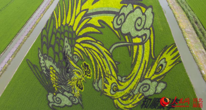 近日，在河北省唐山市曹妃甸區一幅巨型彩稻“鳳凰展翅稻田畫”頗引人矚目（無人機照片）。 石博宇攝