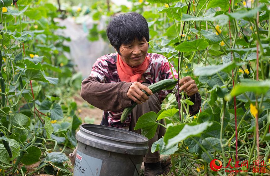 8月14日，枣强县张秀屯镇西杨兴村的菜农在采摘黄瓜。 李金刚摄