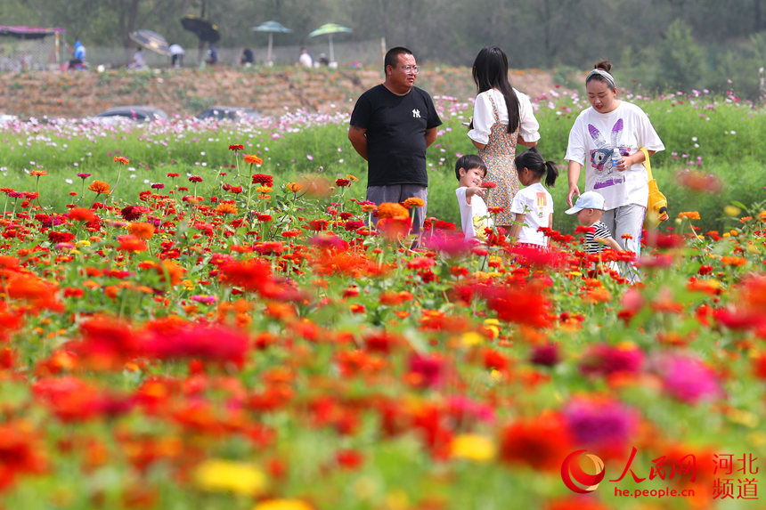 張家口市流平寺村花海樂園各色花朵競相開放，吸引游客前去觀賞。 馬佳琦攝