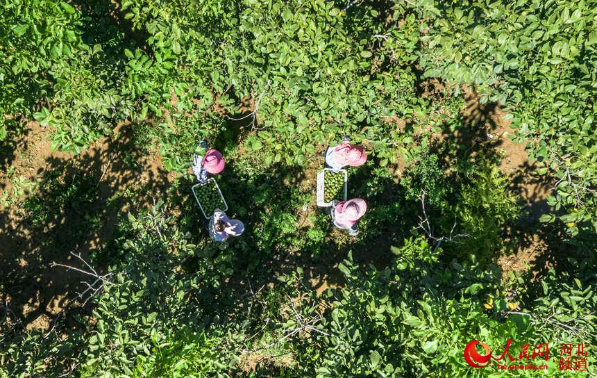 9月7日，河北省武安市西寺庄鄉中寨村的農民正在收獲核桃。 李樹峰攝