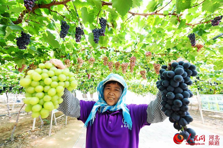 张家口市怀来县丰禾葡萄庄园的农民在采摘葡萄。 孙慧军摄