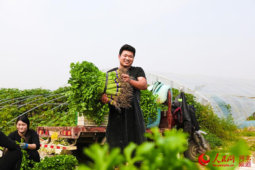 廊坊市广阳区九州镇王玛村村民喜收蔬菜。 付瑞琪摄
