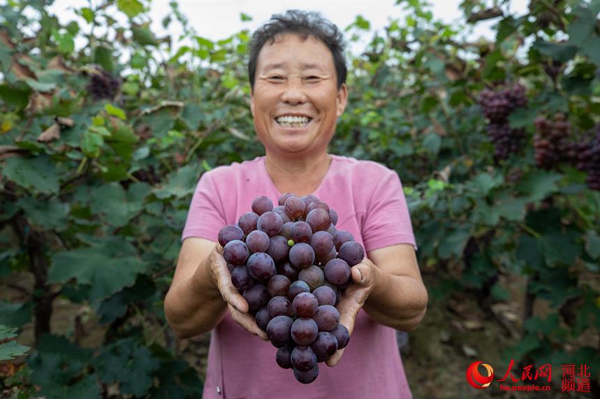 辛集市北四仲村的一家果品收购站，村民们把自家种植的巨峰葡萄运往果品站进行销售。 娄雅坤摄