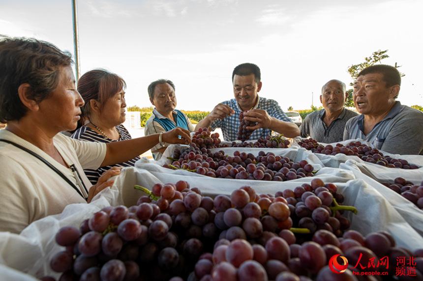 辛集市北四仲村的一家果品收購站，村民們把自家種植的巨峰葡萄運往果品站進行銷售。 婁雅坤攝