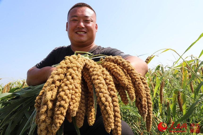 邢台市临西县摇鞍镇乡小老官寨村，种植户正在展示种植的谷子长势。 张玉坤摄