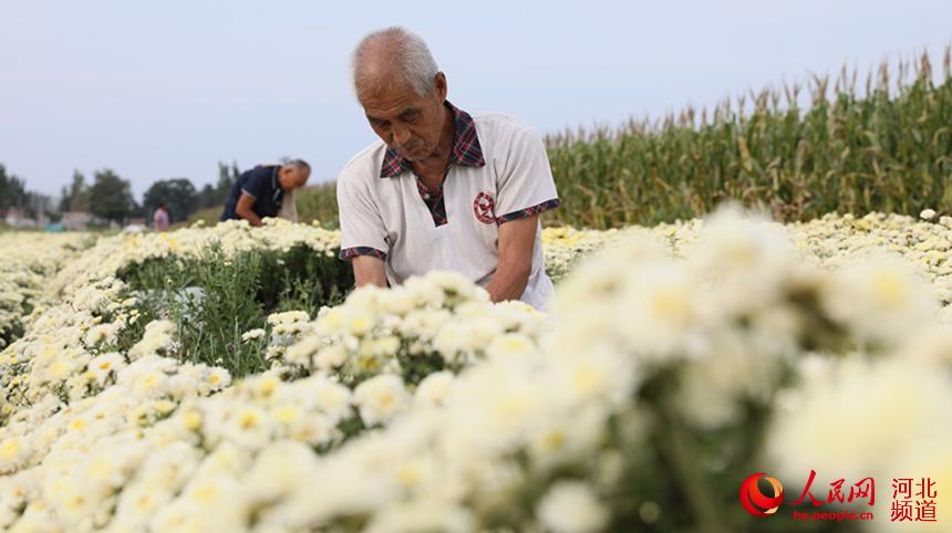 邢台市南宮市夏家寨村，農民正在收獲雛菊。 王林攝
