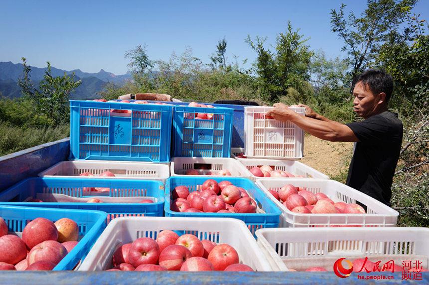 邢台市內丘縣張北窪村果農在果園裡採摘蘋果。 劉繼東攝