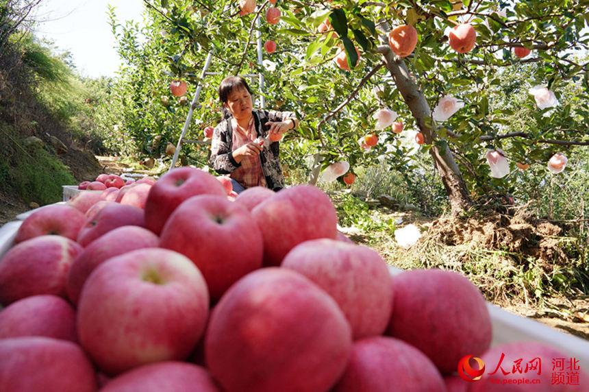 邢台市內丘縣張北窪村果農在果園裡採摘蘋果。 劉繼東攝