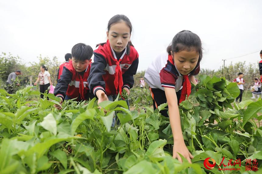9月23日，河北省河间市第一实验小学劳动实践基地，学生在采摘蔬菜。 李世文摄