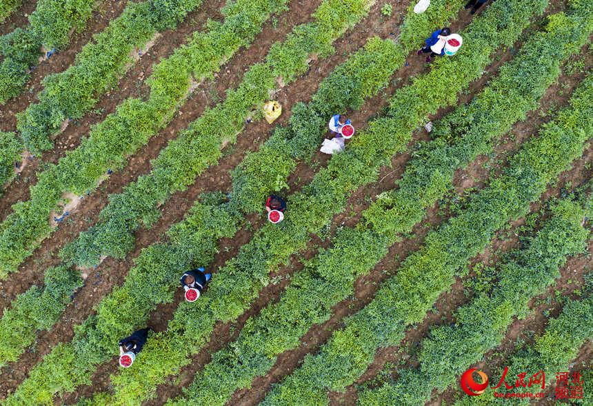 河北省武安市賀進北街的村民正在採摘辣椒（無人機照片）。 李樹鋒攝