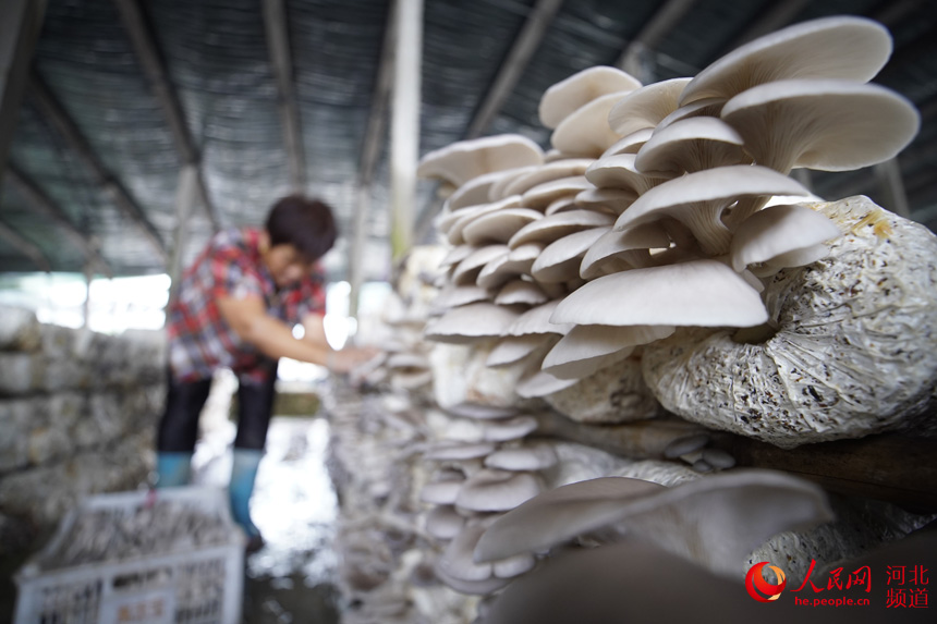 在河北省唐山市豐南區東田庄鄉大吳庄村食用菌基地內，工人正忙著收獲平菇。 李福政攝