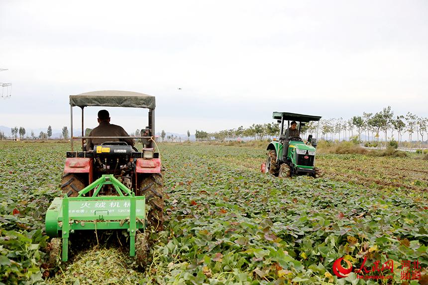 南寨乡青廉村红薯种植基地杀秧机正在工作。 杨敏摄