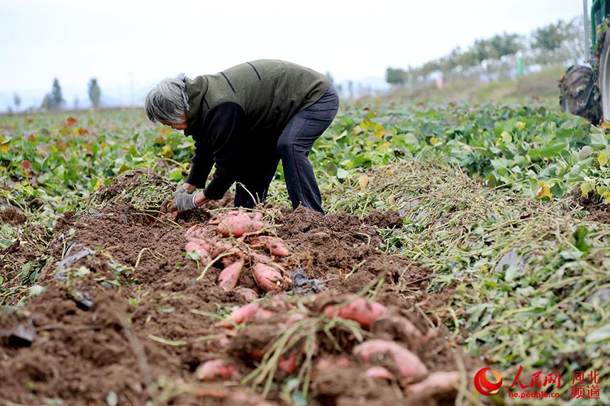 南寨乡青廉村红薯种植基地当地农民收红薯。 杨敏摄