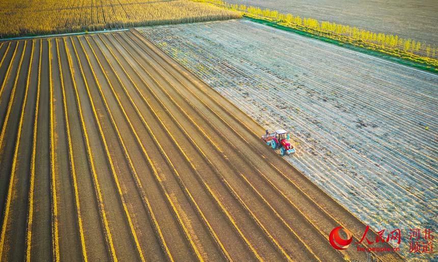 滦州市百信种植合作社正在播种冬小麦。 李阳摄