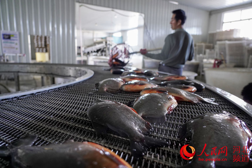 河北省唐山市丰南区廒里村一家水产加工厂内工人们正忙着筛选白鲳鱼。 李福正摄