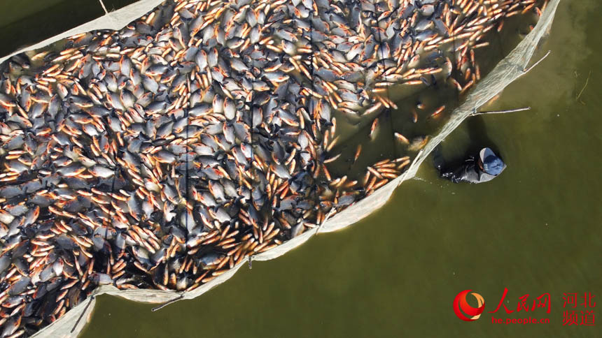 河北省唐山市丰南区廒里村渔民们正忙着拉网起鱼。 李福正摄