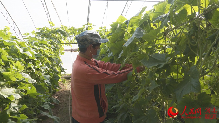 碩誠農業大棚裡，工人正在管理蔬菜，成熟后將訂單供應北京市場。 呂建歧攝