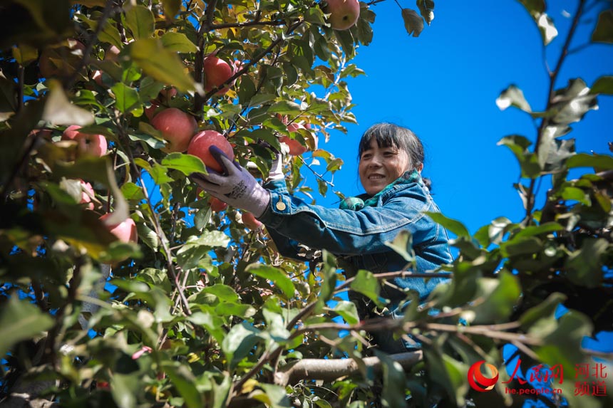 河北滦州市王店子镇卧龙谷现代苹果产业园的工人正在采摘苹果。 李阳摄
