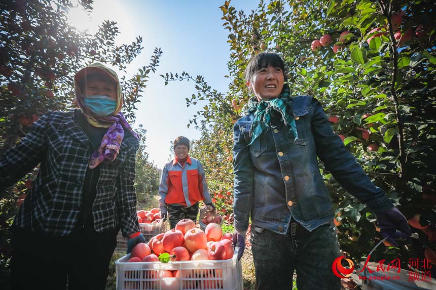 河北滦州市王店子镇卧龙谷现代苹果产业园的工人在搬运刚采摘的苹果。 李阳摄