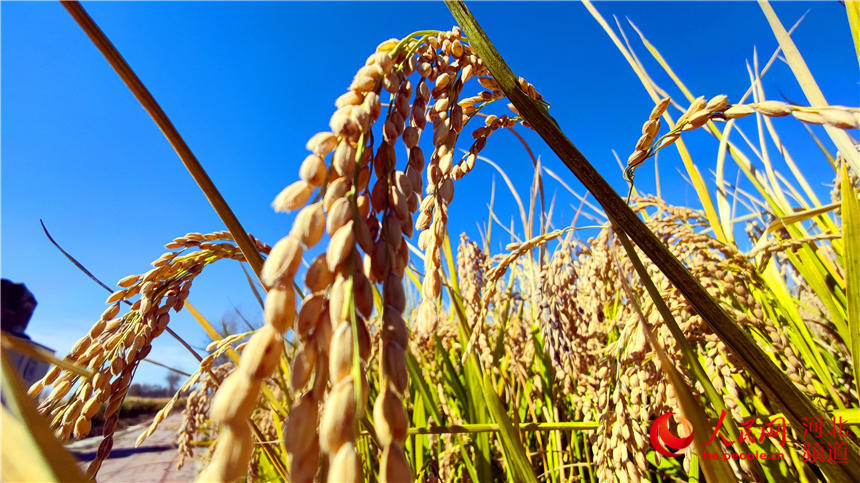 水稻顆粒飽滿。 涿州市委宣傳部供圖