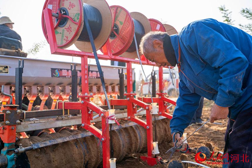 南宫市大高村镇村民正在安装滴灌带。 王林摄