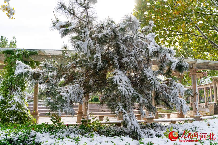 邢台市南宮市南湖公園雪景。 王林攝