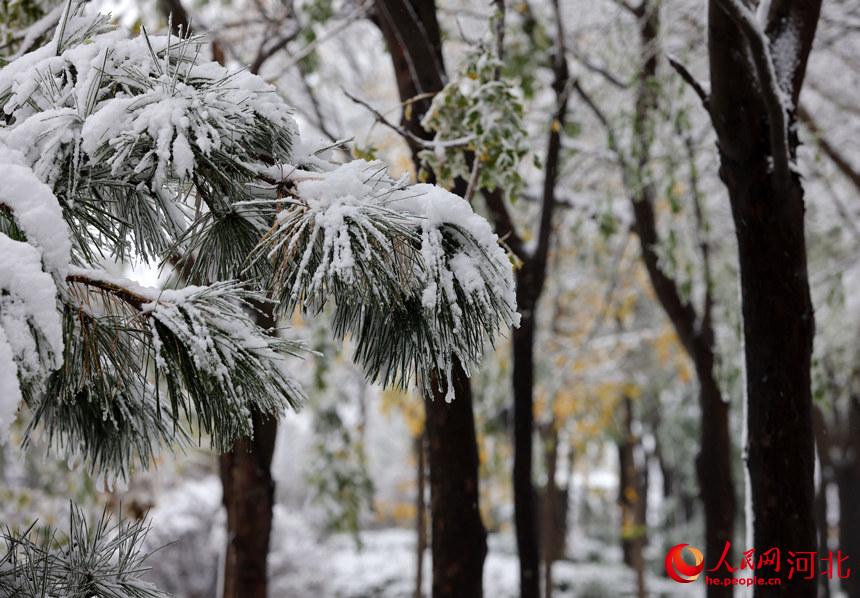 邢台市廣宗縣梅園雪景。 王壘攝