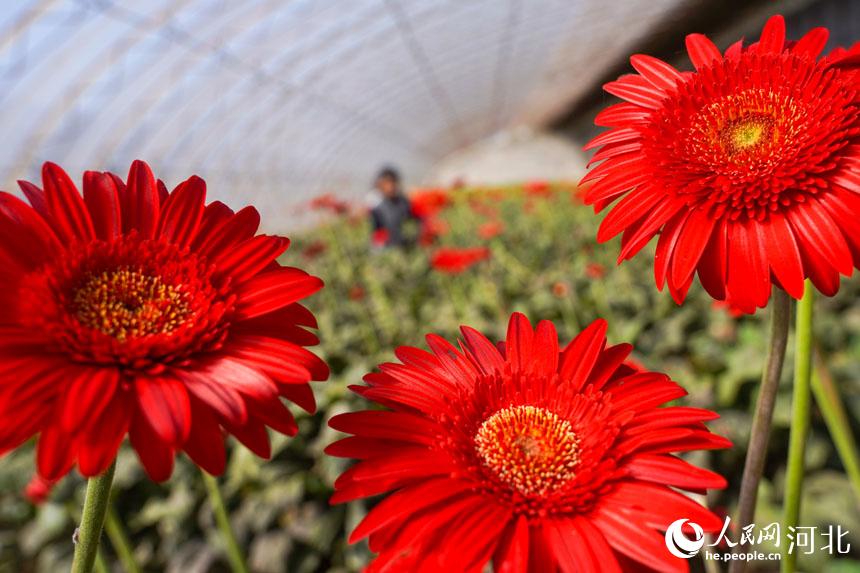 在河北省唐山市豐南區大新庄鎮柳林三村鮮切花種植基地內，花農正忙著採摘鮮切花。 李福政攝