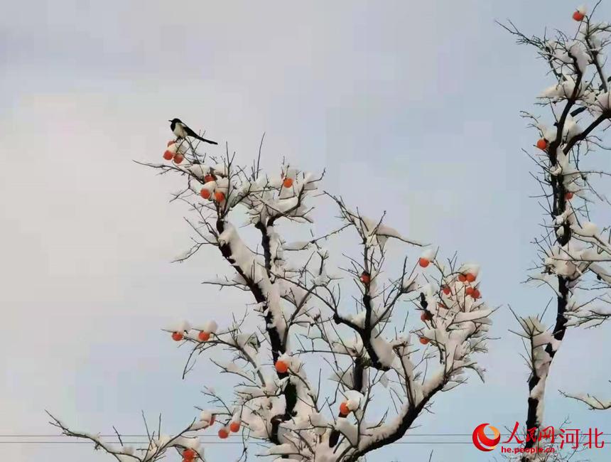 �ӱ�������Ӫ��ѩ������� ���Ĳ���