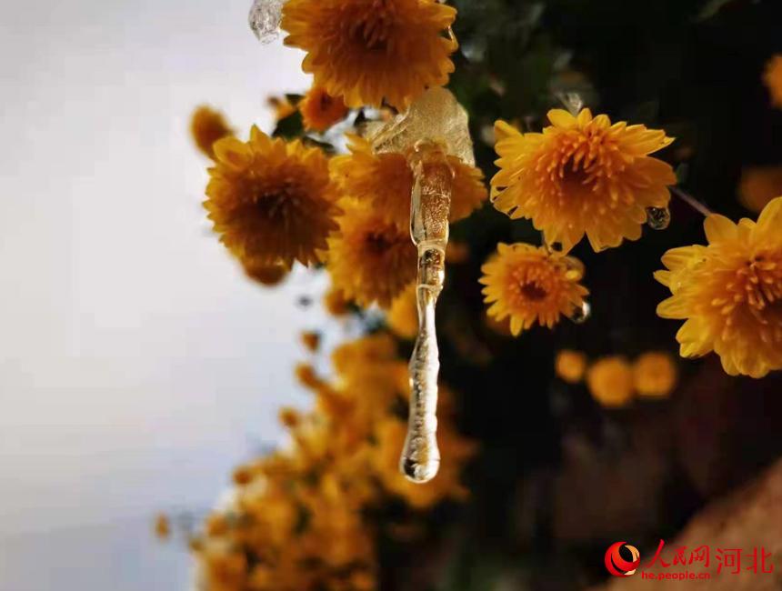 �ӱ�ʡ��������Ӫ����ɽ�����ֲ����ѩ��ջ��� ���Ĳ���