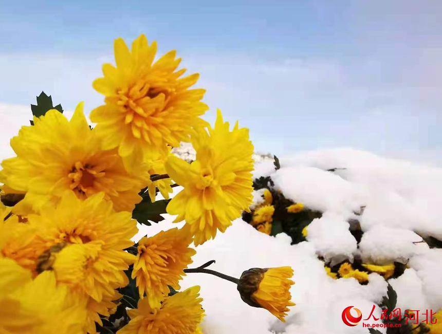 �ӱ�ʡ��������Ӫ����ɽ�����ֲ����ѩ��ջ��� ���Ĳ���
