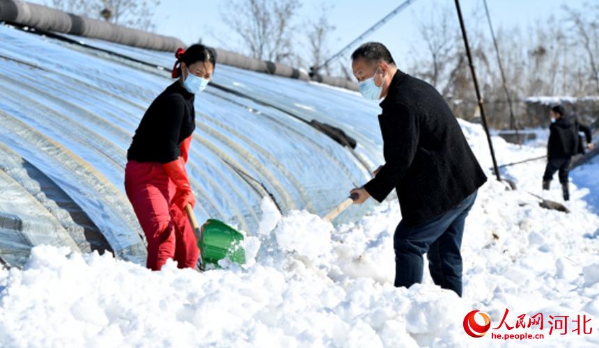 文安县农业农村局技术人员与农户一起清除大棚积雪，降低设施坍塌风险。 王晖摄
